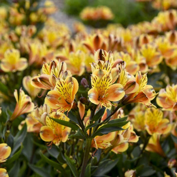 'Summer Breeze' Peruvian Lily 1 'Summer Breeze' Peruvian Lily