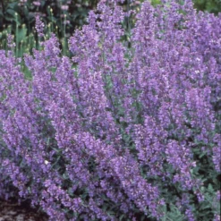 Walker's Low Catmint -Naty Plants Shop 7f38d9ac0770e380fb79b256acceff3b
