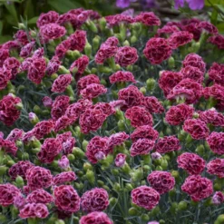 Fruit Punch® 'Cherry Vanilla' Dianthus -Naty Plants Shop 81d7159126c580268486974f54a7b312