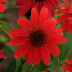 Sombrero® Salsa Red Coneflower -Naty Plants Shop 83f01a0420fa49b16e7eacffe9a67ecb
