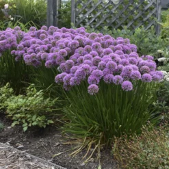 'Millenium' Allium -Naty Plants Shop 84c55f6ee83f67044b932c16a12b7178