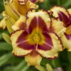 Rainbow Rhythm® 'Blazing Glory' Daylily