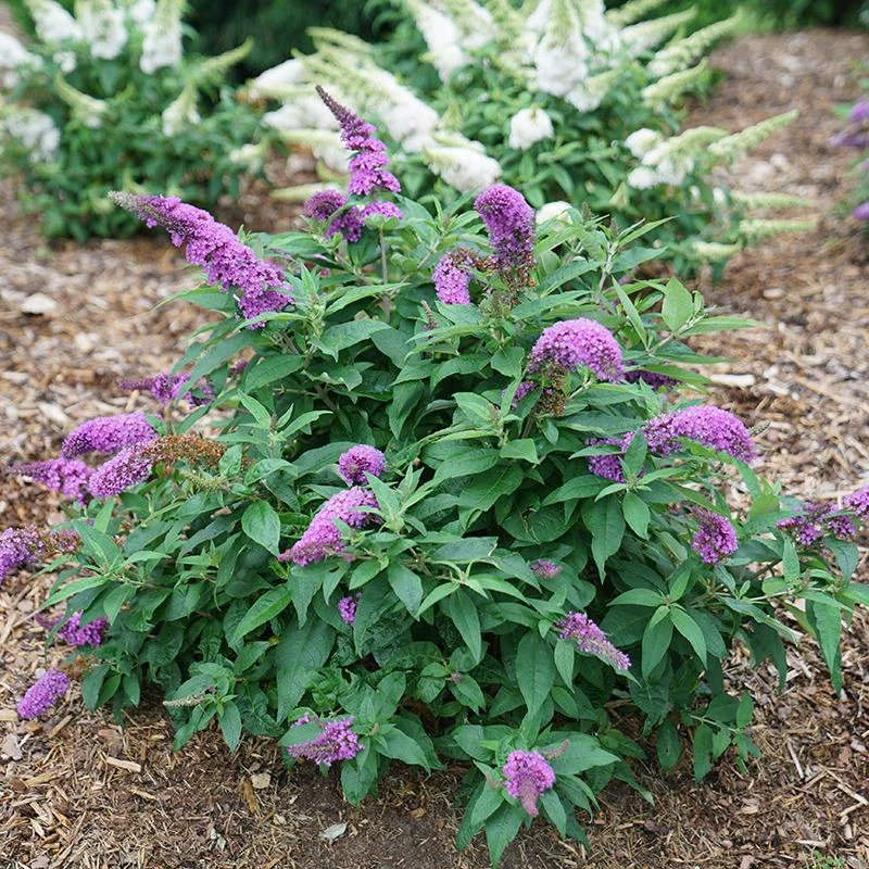 Pugster Periwinkle® Butterfly Bush 2 Pugster Periwinkle® Butterfly Bush - Image 2
