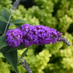 Lo & Behold® 'Purple Haze' Butterfly Bush