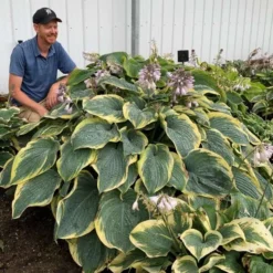 Shadowland® 'Gigantosaurus' Hosta -Naty Plants Shop 858e931dfdac627605d9c3b55b7fd599