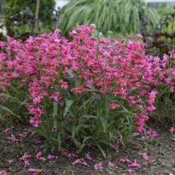 Bejeweled™ 'Pink Pearls' Beardtongue