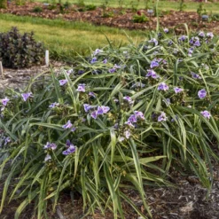 'Webmaster' Spiderwort -Naty Plants Shop 88705ec5361d203d455270bdb04ad016