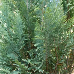 Pinpoint® Blue False Cypress -Naty Plants Shop 896 4157 popup