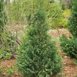 Pinpoint® Blue & Gold False Cypress