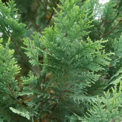 Pinpoint® Blue & Gold False Cypress 8 Pinpoint® Blue & Gold False Cypress -Naty Plants Shop 897 4178 popup