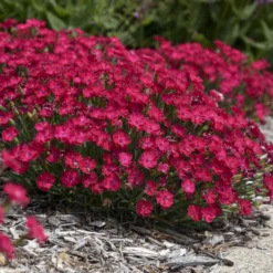'Paint The Town Red' Dianthus 7 'Paint The Town Red' Dianthus -Naty Plants Shop 8d9e493de68a8bec5e3463796fee61b9
