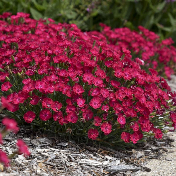 'Paint The Town Red' Dianthus 3 'Paint The Town Red' Dianthus - Image 3
