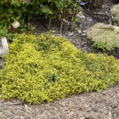 Rock 'N Low 'Yellow Brick Road' Stonecrop -Naty Plants Shop 91ad3c349312dda074e46c9815a886e3
