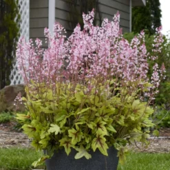 Fun And Games® 'Eye Spy' Foamy Bells -Naty Plants Shop 940d71b1f49c0350021022dffb82a293