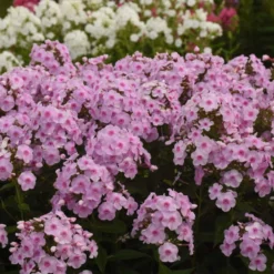 Luminary™ 'Opalescence' Phlox -Naty Plants Shop 97eb822f201cd96f5088c7eb4d264472