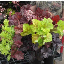 'Southern Comfort' Coral Bells -Naty Plants Shop 99 1727 popup
