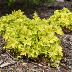 Dolce® 'Apple Twist' Coral Bells -Naty Plants Shop 9b3129449c965b7e4b021bf08ed854ab