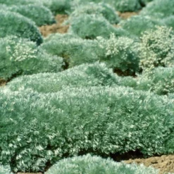 'Silver Mound' Wormwood -Naty Plants Shop 9bb0c9995610c5c6de695656faef4ad1