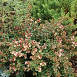 Sunny Anniversary® Abelia -Naty Plants Shop Abelia Sunny Anniversary 3 P