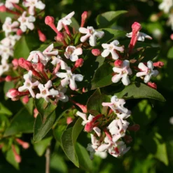 Sweet Emotion® Abelia -Naty Plants Shop Abelia Sweet Emotion 3 P