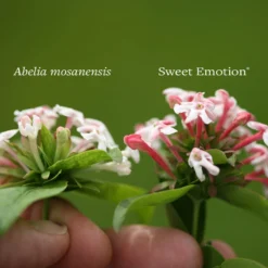 Sweet Emotion® Abelia -Naty Plants Shop Abelia Sweet Emotion 4 P