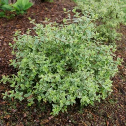 Mucho Gusto⢠Abelia