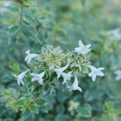 Mucho Gusto™ Abelia -Naty Plants Shop AbeliaMuchoGustoP1218145 1080x1080 42faef0