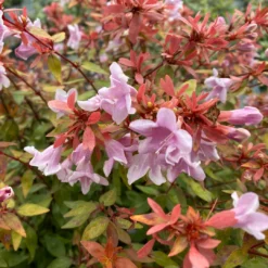 Poco Loco™ Abelia -Naty Plants Shop Abelia Poco Loco IMG 3084 1080x1080 1733381