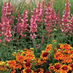 Kudos™ Ambrosia Hummingbird Mint