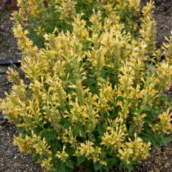 Poquito™ Butter Yellow Hummingbird Mint 5 Poquito™ Butter Yellow Hummingbird Mint -Naty Plants Shop Agastache Poquito Butter Yellow 3 P