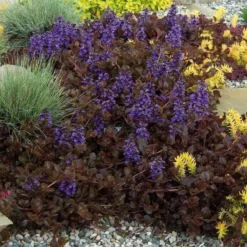 'Black Scallop' Bugleweed -Naty Plants Shop Ajuga black scallop bugleweed 5 a930cc30 d55a 46a9 be59 06f9cabcb358 sw