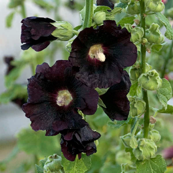 'Blacknight' Hollyhock 2 'Blacknight' Hollyhock - Image 2