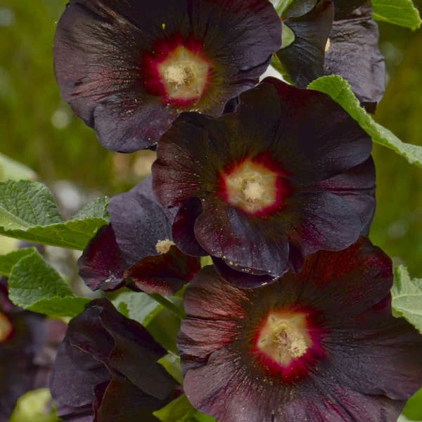 'Blacknight' Hollyhock 4 'Blacknight' Hollyhock - Image 4