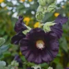 'Blacknight' Hollyhock