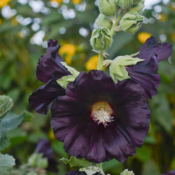 'Blacknight' Hollyhock 1 'Blacknight' Hollyhock