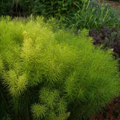 Threadleaf Bluestar -Naty Plants Shop Amsonia hubrichtii foliage june