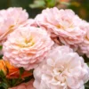 Apricot Drift® Rose