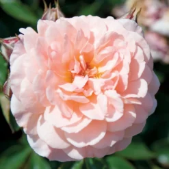 Apricot Drift® Rose -Naty Plants Shop ApricotDrift 3