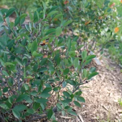 Low Scape Snowfire™ Aronia -Naty Plants Shop AroniaLowScapeSnowfireP1105868 800x800 a835bc3