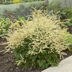 'Chantilly Lace' Goatsbeard 8 'Chantilly Lace' Goatsbeard -Naty Plants Shop Aruncus Chantilly Lace 1 P sw