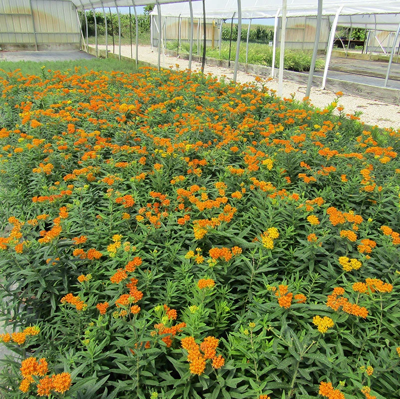 'Gay Butterflies' Milkweed Mix 1 'Gay Butterflies' Milkweed Mix