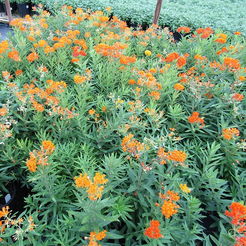 'Gay Butterflies' Milkweed Mix 2 'Gay Butterflies' Milkweed Mix - Image 2