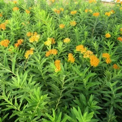 'Gay Butterflies' Milkweed Mix 5 'Gay Butterflies' Milkweed Mix -Naty Plants Shop Asclepias tuberosa Gay Butterflies 138 3