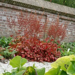 Color Flash® Astilbe -Naty Plants Shop AstilbeColorFlash 070827gbv003