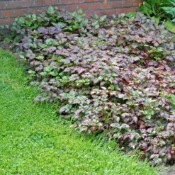 Color Flash® Astilbe -Naty Plants Shop AstilbeColorFlash 100615gbv001