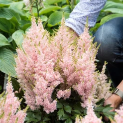 'Youniqe Salmon' Astilbe -Naty Plants Shop AstilbeYouniqueSalmon 160622cre002