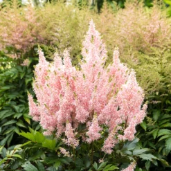 'Youniqe Salmon' Astilbe -Naty Plants Shop AstilbeYouniqueSalmon 160622cre006
