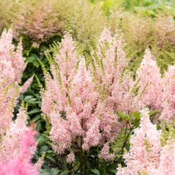 'Youniqe Salmon' Astilbe -Naty Plants Shop AstilbeYouniqueSalmon 160622cre007