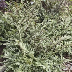 'Crested Surf' Japanese Painted Fern -Naty Plants Shop Athyrium niponicum Crested Surf 2 P sw