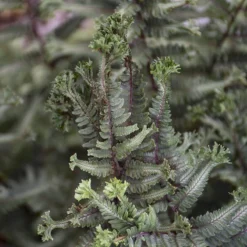 'Crested Surf' Japanese Painted Fern -Naty Plants Shop Athyrium niponicum Crested Surf 3 P sw
